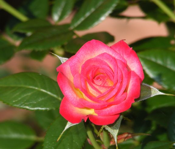 You're the One photo yto2014_06270007_zps73425e94.jpg